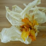 Papermaking with plants - dried daffodil flowers